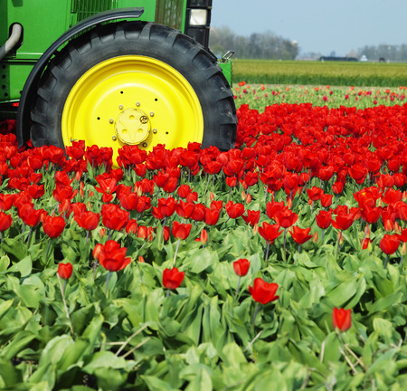 tractor on the tulip field, Netherlandsの写真素材