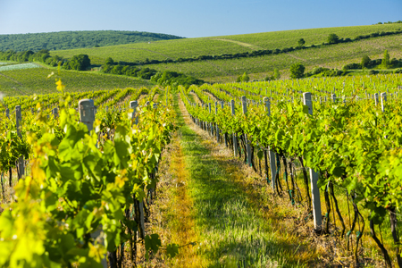 view of vineyards near Palava, Czech Republicの写真素材