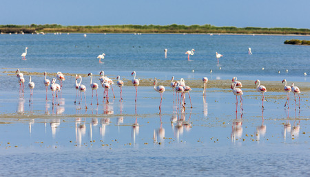 flamingos in Camargue, Provence, Franceの写真素材
