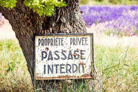 tree and lavender at background, Provence, Franceの写真素材