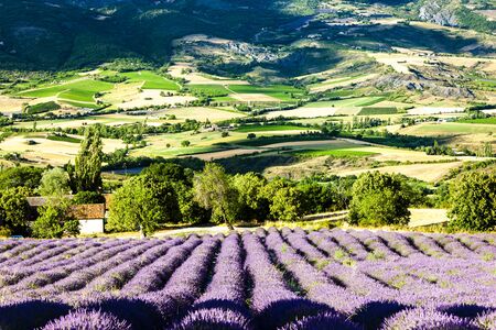 landscape with lavender field, Provence, Franceの写真素材