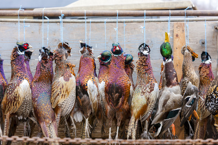 excludes of caught pheasants