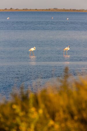 flamingos in Camargue, Provence, Franceの写真素材