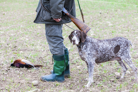 hunting dog with hunterの写真素材