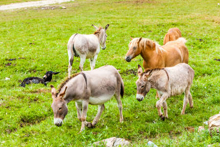 donkeys and horses, Piedmont, Italyの写真素材