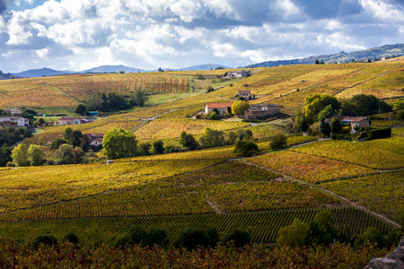 vineyards of Beaujolais, Rhone-Alpes, Franceの写真素材