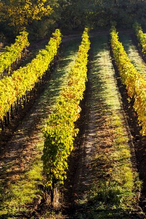 autumnal vineyard, Lower Austria, Austriaの写真素材