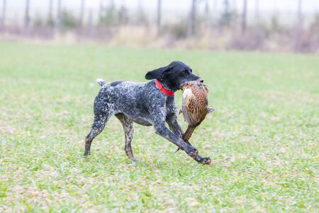 hunting dog with a catch