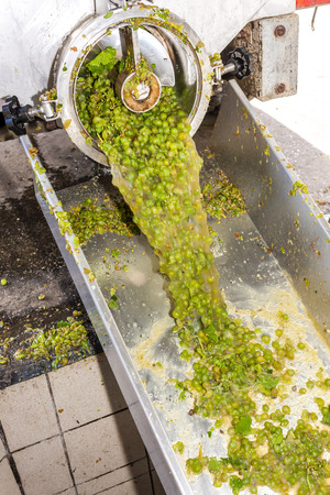 wine harvest, Southern Moravia, Czech Republicの写真素材