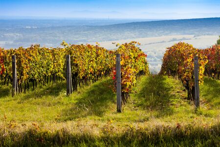view of autumnal vineyards near Palava, Czech Republicの写真素材