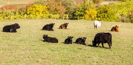 herd of cows in autumnの写真素材