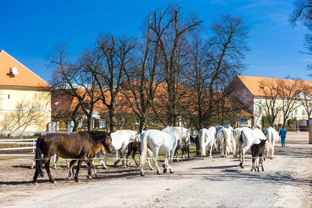 stud farm, Kladruby Kralove nad Labem, Czech Republicの写真素材