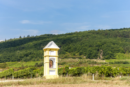 wayside with vineyard near Retz, Lower Austria, Austriaの写真素材