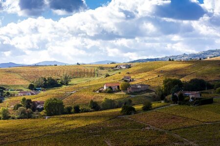 vineyards of Beaujolais, Rhone-Alpes, France