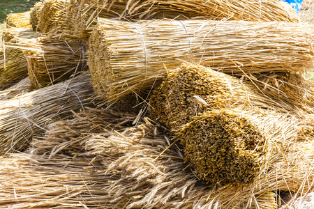 sheaves, Kaszubski ethnographic park in Wdzydzki Park Krajobrazowy, Pomerania, Polandの写真素材