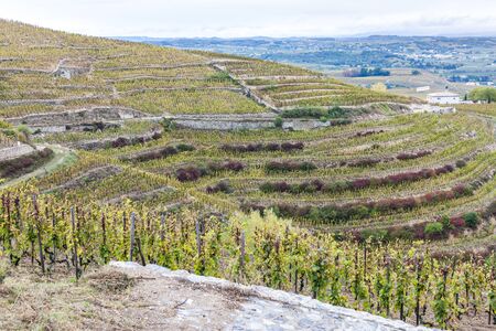 grand cru vineyard L?Hermitage, Rhone-Alpes, Franceのeditorial素材