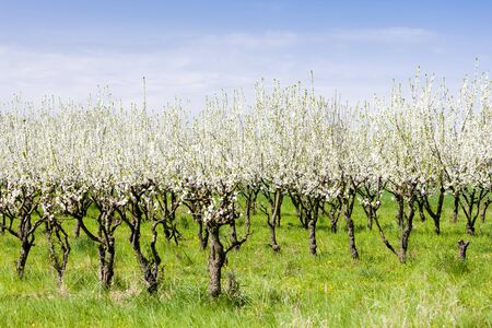 blooming apricot orchard