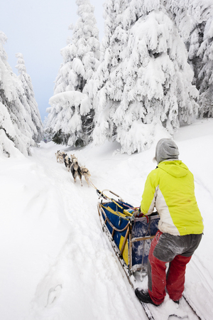 sledge dogging, Sedivacek''s long, Czech Republicの写真素材