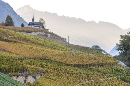 vineyards in Sion region, canton Valais, Switzerlandの写真素材