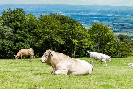 herd of cows, Rhone-Alpes, Franceの写真素材