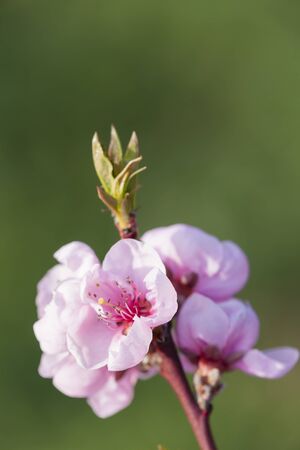 detail of blossom peach treeの写真素材