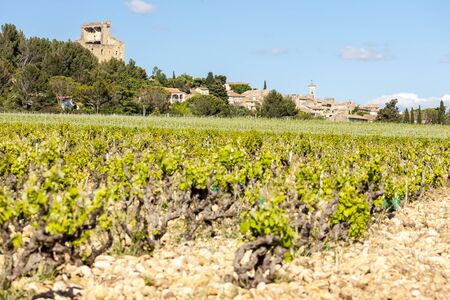 vineyards near Chateauneuf-du-Pape, Provence, Franceの写真素材
