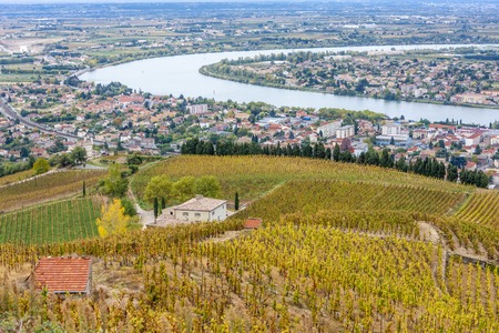 autumn vineyards in Rhona region, Franceの写真素材