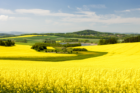 landscape with rape field, Czech Republicの写真素材