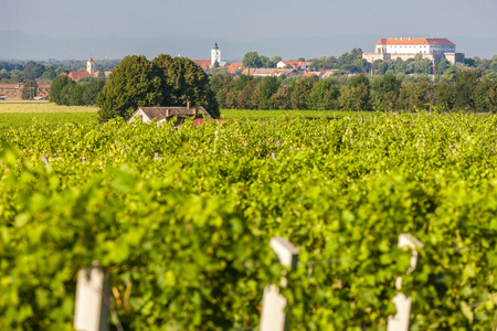 vineyards, Siklos castle, Hungaryのeditorial素材