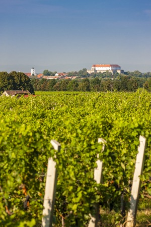 vineyards, Siklos castle, Hungaryの写真素材