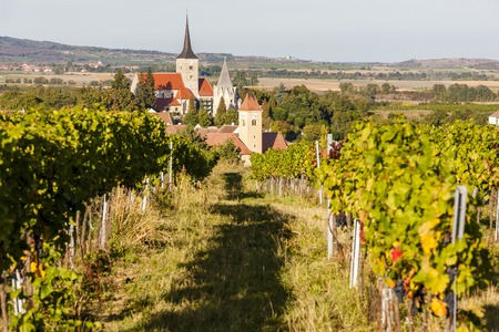 vineyard and Pulkau, Austriaの写真素材