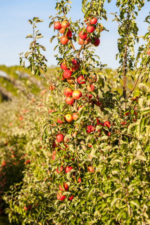 apples in autumnの写真素材