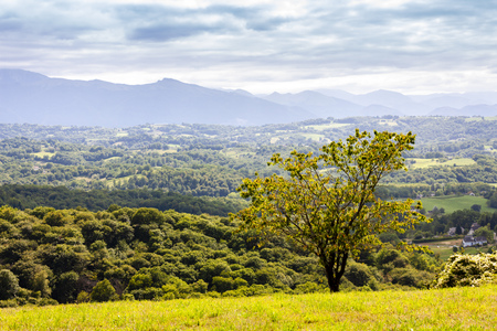 vineyard, Jurancon, Franceの写真素材