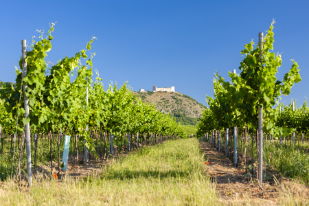 vineyards, castle Devicky, Palava, Moravia region, Czech Republicのeditorial素材