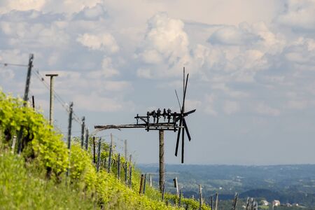 vineyard with windmill called klapotetz in south of Styria, Austria