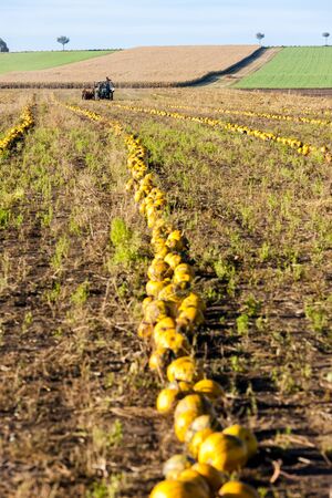 pumpkin in autumnの写真素材