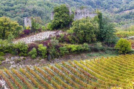 autumn vineyards in Rhona region, Franceの写真素材