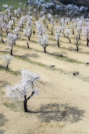 Almond tree orchard in Hustopece, South Moravia, Czech Republicの写真素材