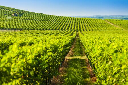 wineyard near Villany in Hungaryの写真素材