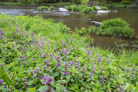 river Sazava near Smrcna, Czech Republicの写真素材