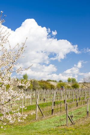 spring vineyard near Retz, Austriaの写真素材
