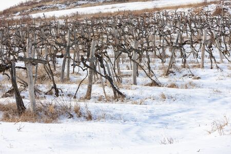 Wineyards near Sarospatak, Tokaj region Hungaryの写真素材