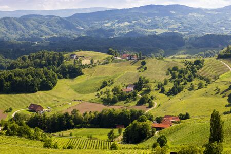 vineyard at the Austrian Slovenian border in Styriaの写真素材