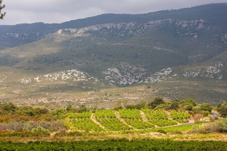 vineyards in the wine region Languedoc-Roussillon, Roussillon, France