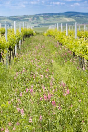floral spacing in organic vineyard near Velke Bilovice, Moravia, Czech Republicの写真素材