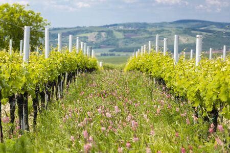 floral spacing in organic vineyard near Velke Bilovice, Moravia, Czech Republicの写真素材