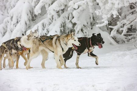 sledge dogging, Sedivacek's long, Czech Republicの写真素材