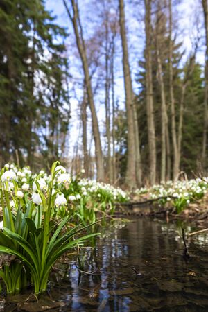early spring forest with spring snowflake, Vysocina, Czech Repubicの写真素材