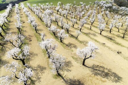 Almond tree orchard in Hustopece, South Moravia, Czech Republicの写真素材