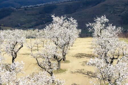Almond tree orchard in Hustopece, South Moravia, Czech Republic